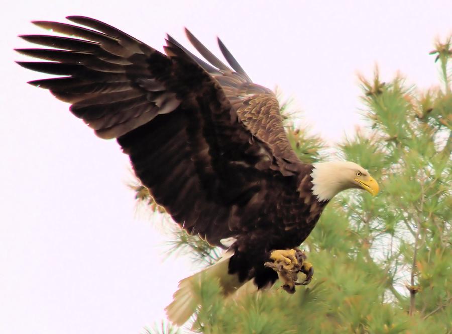 Bald Eagle 3 Photograph by Bonfire Photography