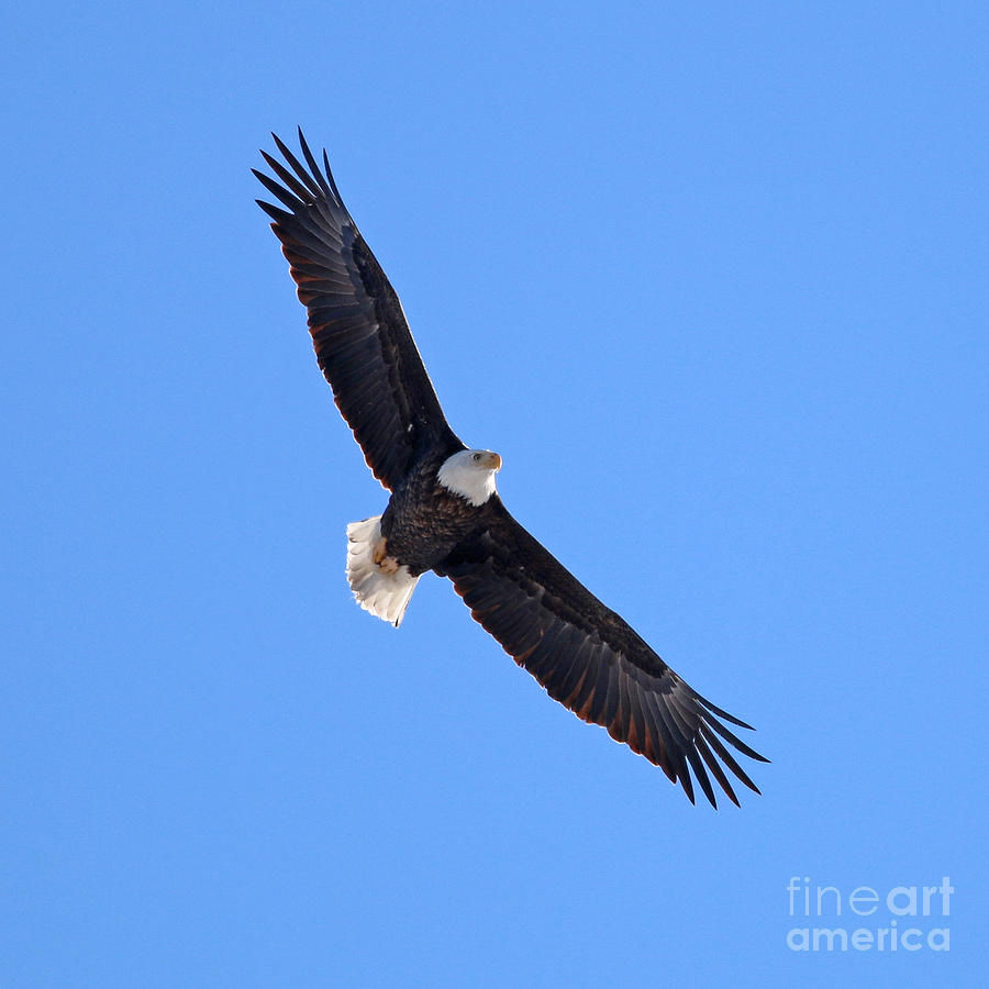 Bald Eagle 3112 Photograph by Jack Schultz