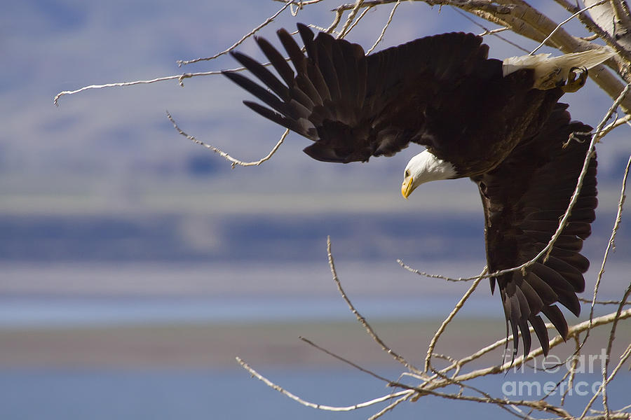 Bald Eagle  #3313 Photograph by J L Woody Wooden