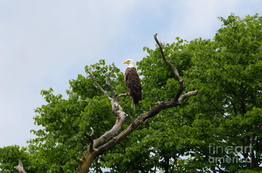Bald Eagle 4 Photograph by Cassie Marie Photography