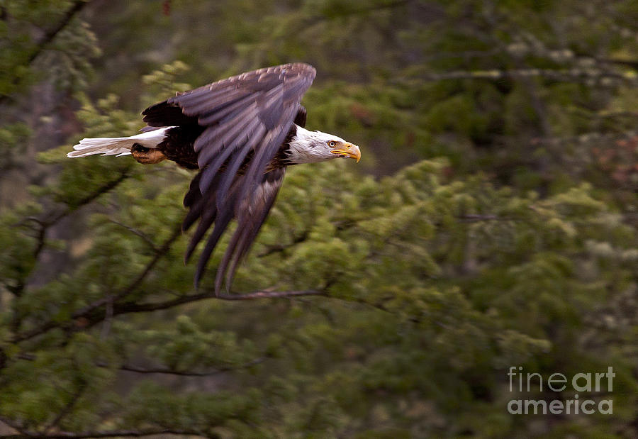 Bald Eagle   #6865 Photograph by J L Woody Wooden