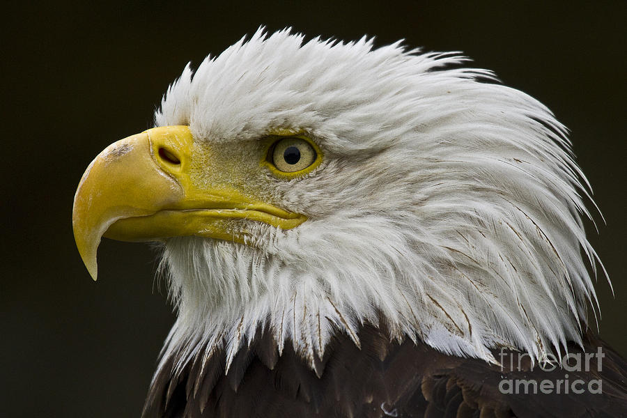 Bald Eagle - 7 Photograph by Heiko Koehrer-Wagner