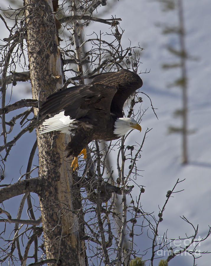Bald Eagle  #8308 Photograph by J L Woody Wooden