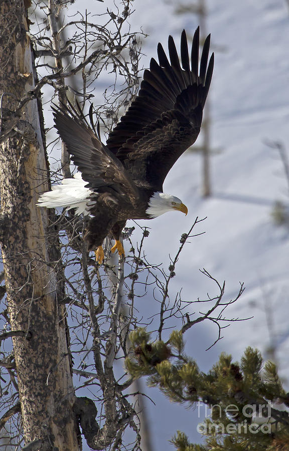 Bald Eagle  #8309 Photograph by J L Woody Wooden