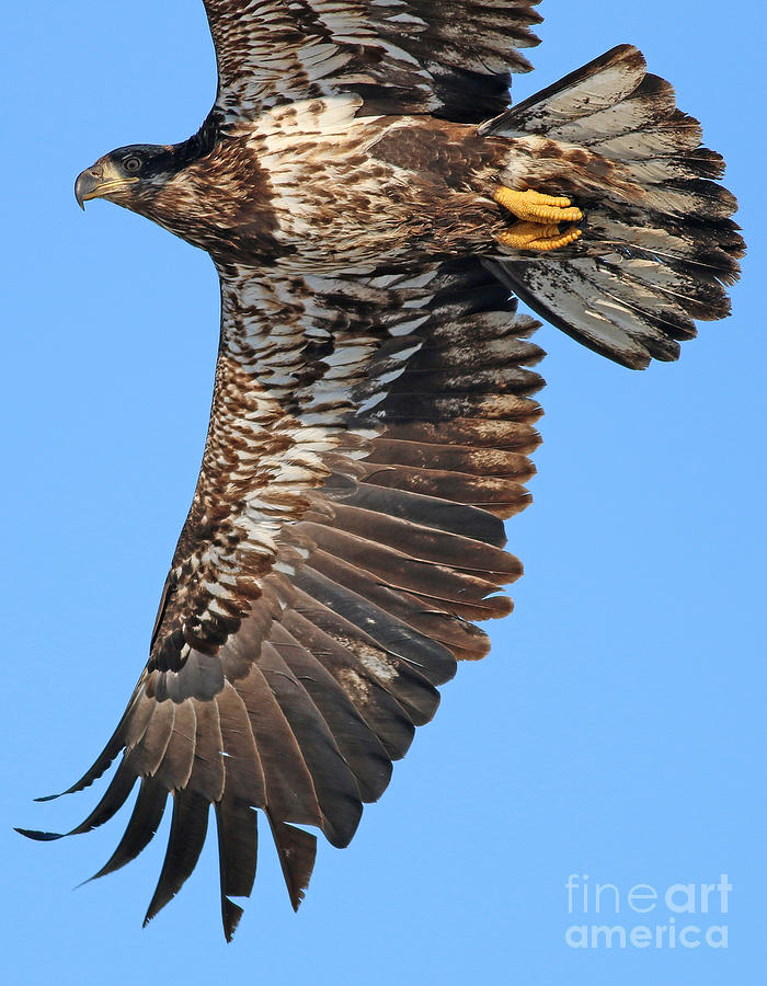 Bald Eagle 8314 Photograph by Jack Schultz