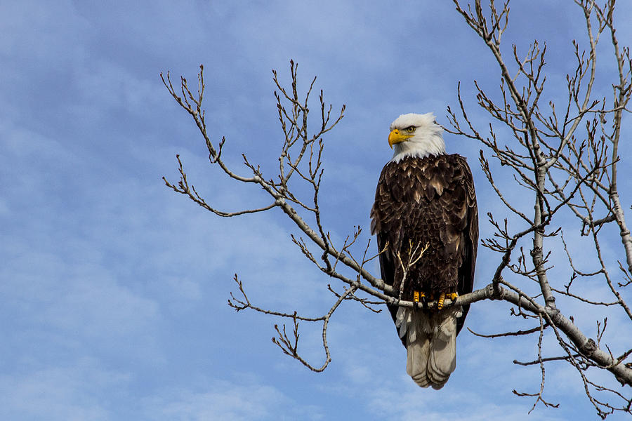 Eagle Photograph - Bald Eagle by Aaron J Groen
