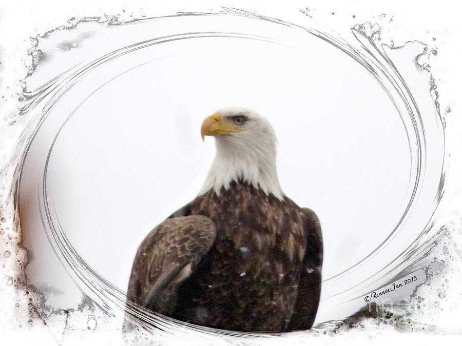 Bald Eagle Photograph - Bald Eagle Adult by Rennae Christman