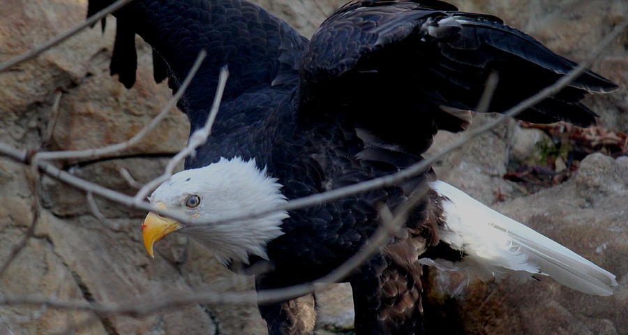 Bald Eagle After A Kill Photograph by Trent Mallett