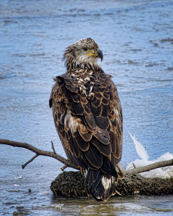 Bald Eagle Photograph by Alan Hutchins