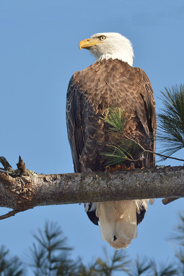 Bald Eagle Photograph by Alan Lenk