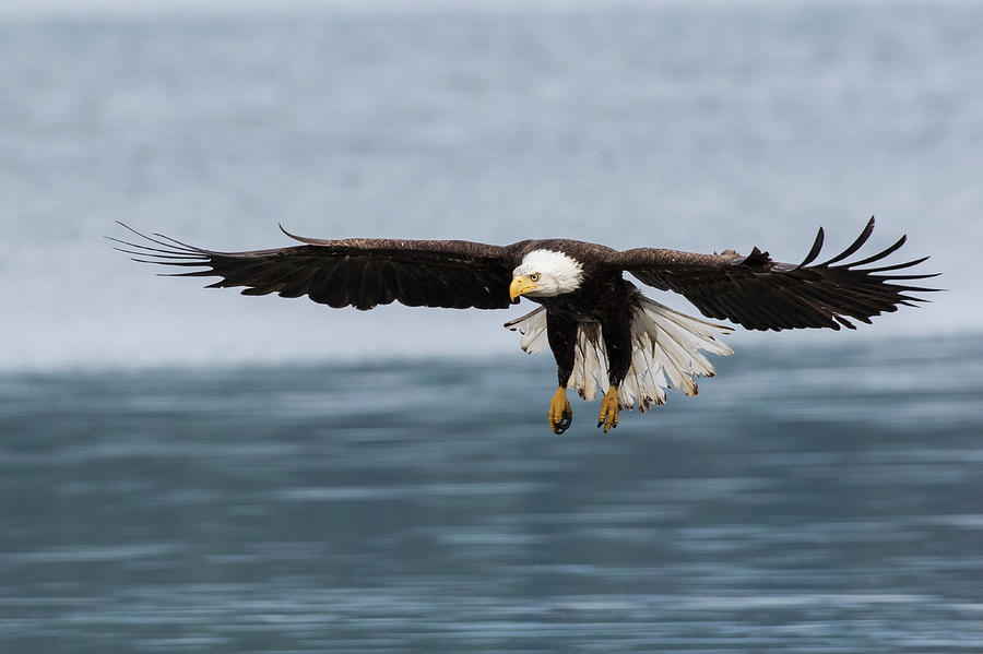 Eagle Photograph - Bald Eagle Alighting by Ken Archer