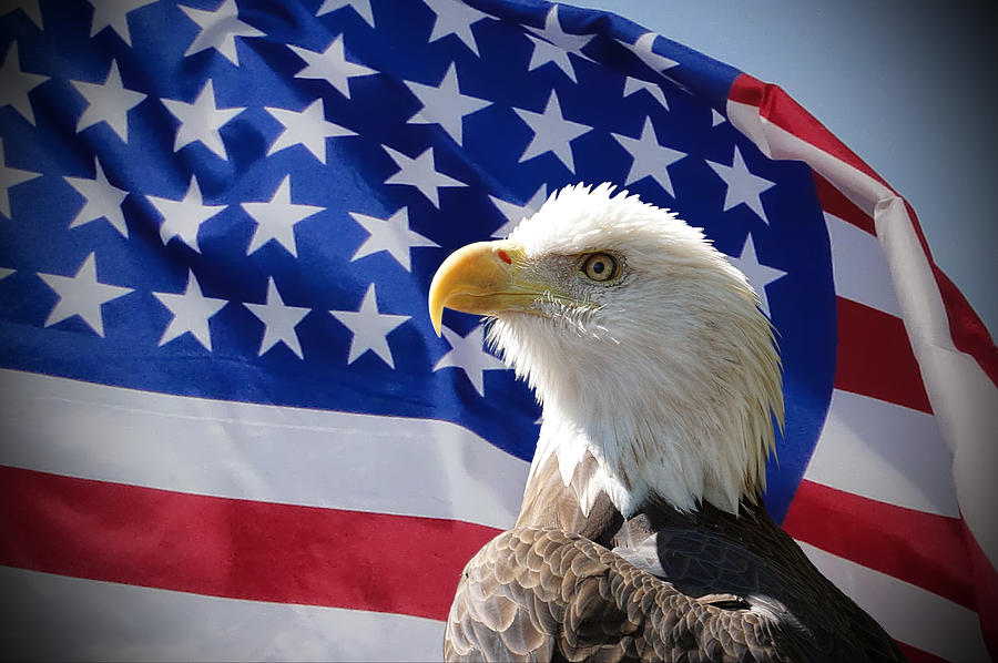 Bald Eagle and American Flag Photograph by Alan Hutchins