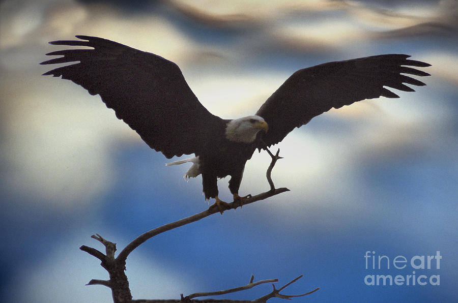 Wildlife Photograph - Bald Eagle and Clouds by Sharon Elliott