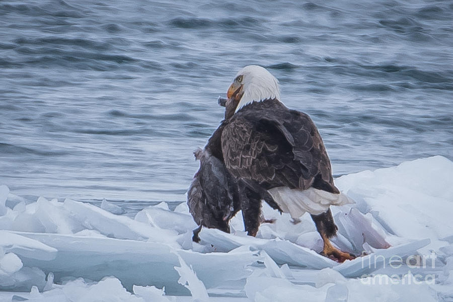 Bald Eagle and Duck Photograph by Ronald Grogan