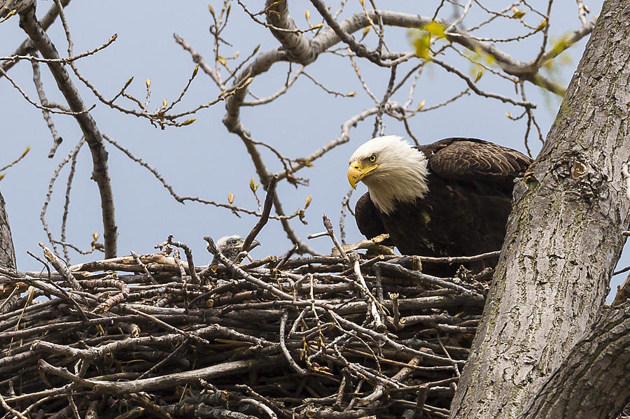 Bald Eagle and Eaglet Photograph by Jack R Perry