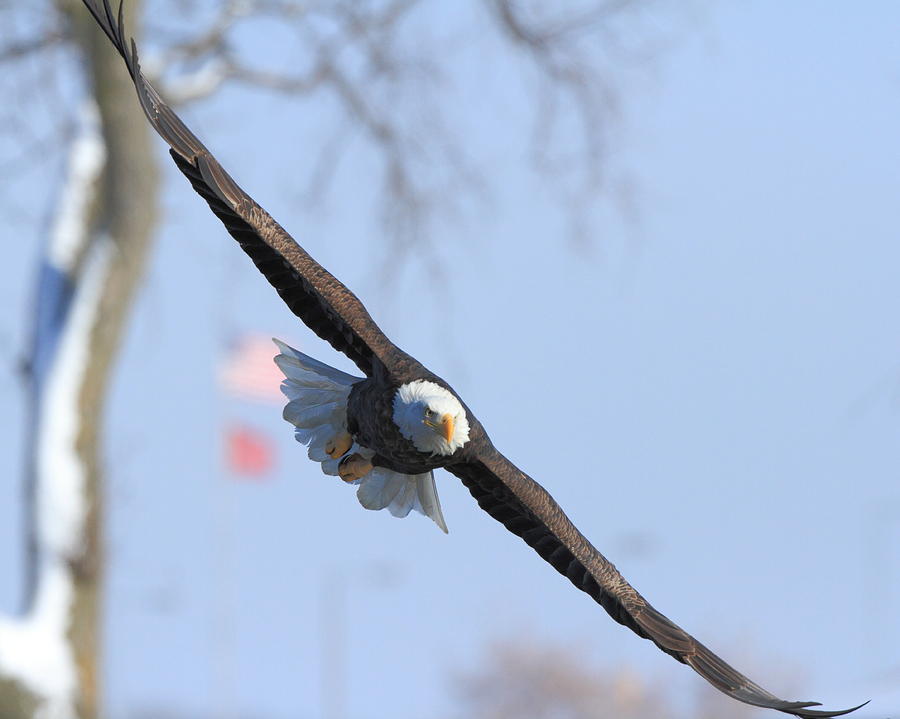 Bald Eagle and Flag Photograph by Coby Cooper
