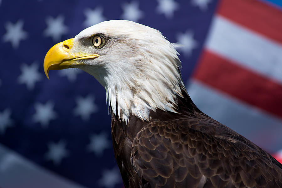 Bald Eagle and Flag Photograph by Gabrielle Harrison - Pixels