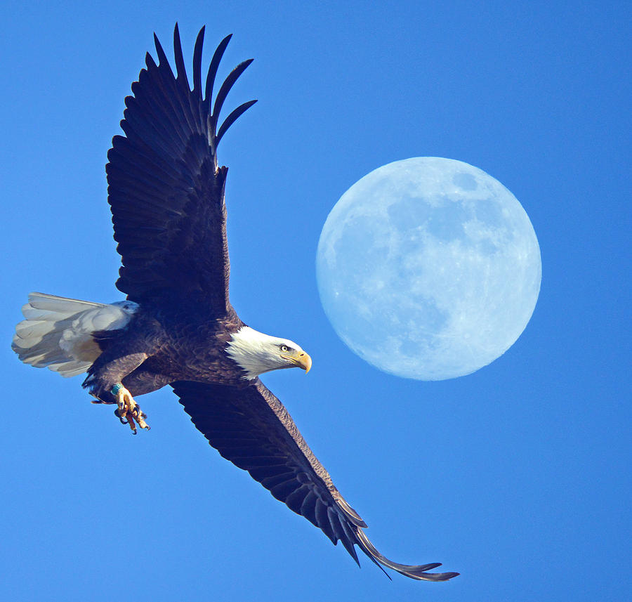 Bald Eagle and Full Moon Photograph by Raymond Salani III