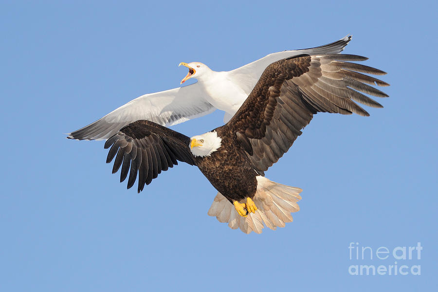 Bald Eagle and Greater Black-backed Gull Photograph by Scott Linstead
