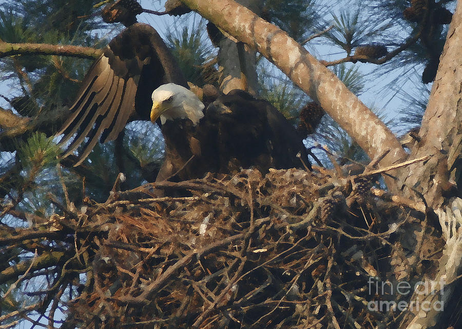 Bald Eagle and Young 3 Photograph by Sandra Clark