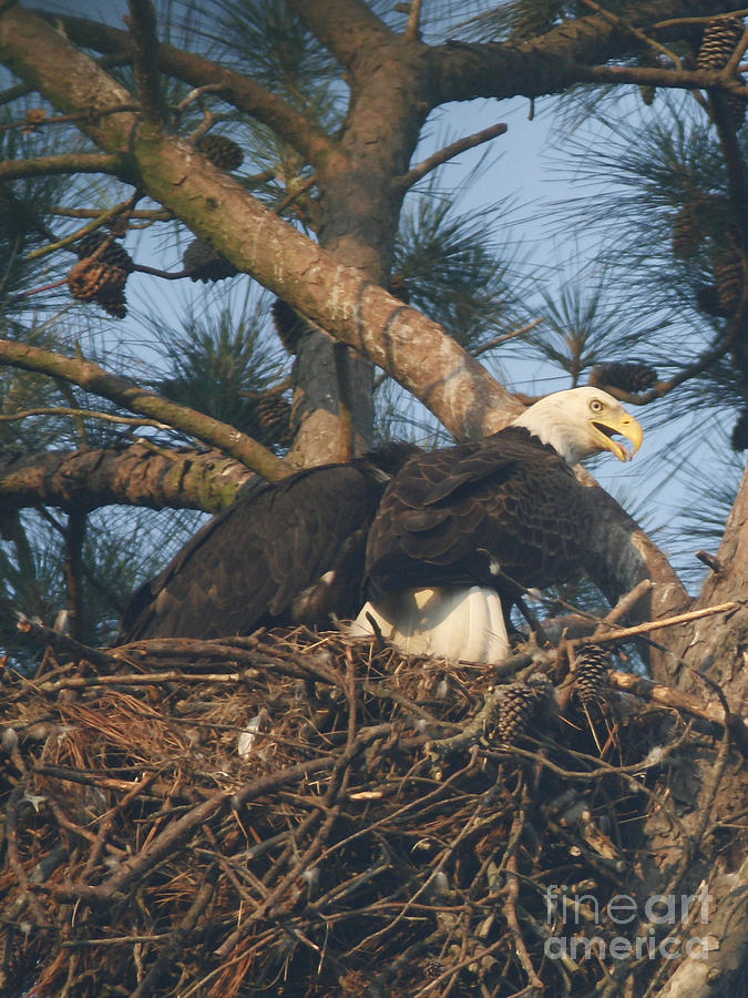 Bald Eagle and Young Photograph by Sandra Clark