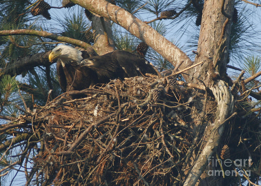 Bald Eagle Photograph - Bald Eagle and Young Watching by Sandra Clark