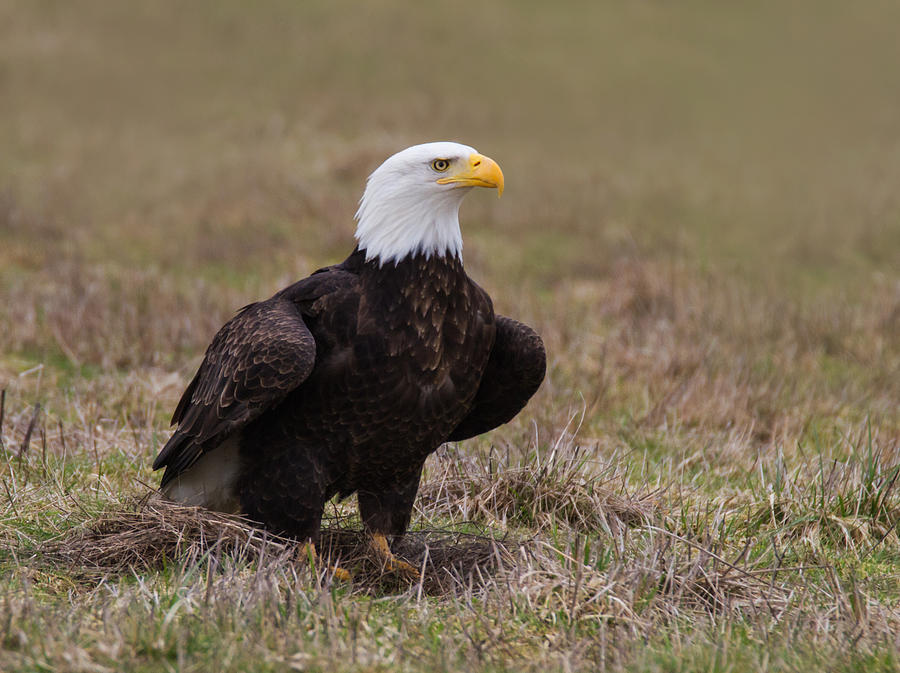 Bald Eagle Photograph by Angie Vogel