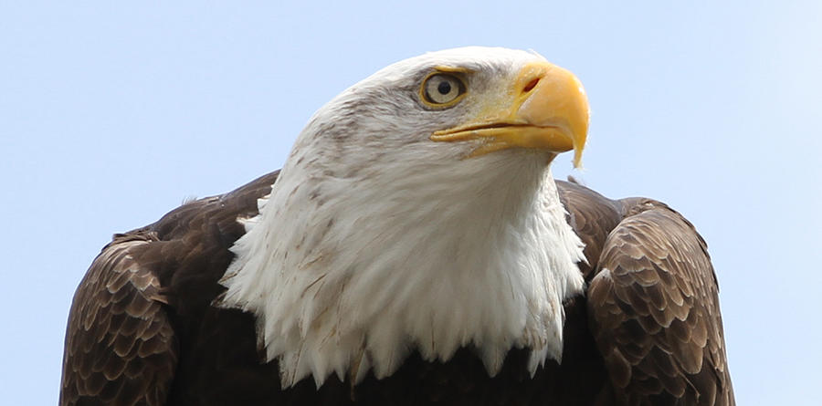 Bald eagle Photograph by Anja Van Impe - Fine Art America