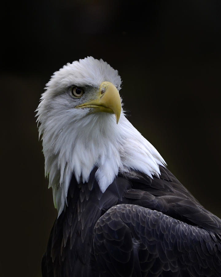 Bald Eagle Photograph by Ann Bridges