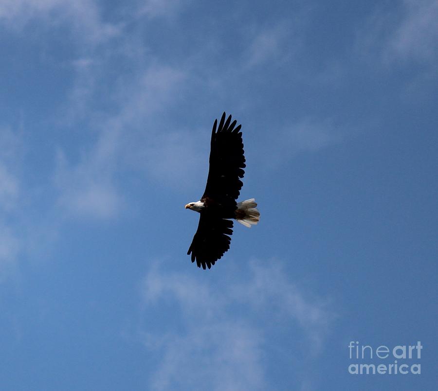Bald Eagle Photograph by Ann E Robson