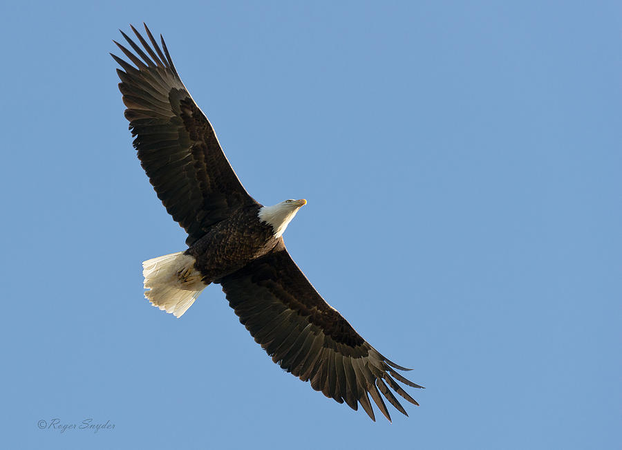 Eagle Photograph - Bald Eagle at Bridger MT by Roger Snyder