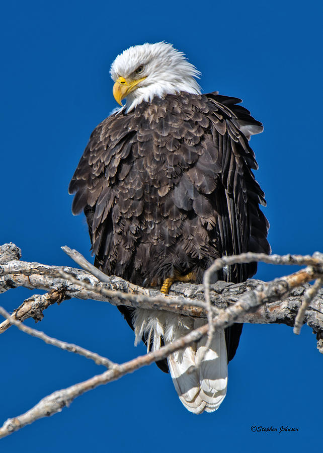 Bald Eagle at Cherry Creek State Park Photograph by Stephen Johnson