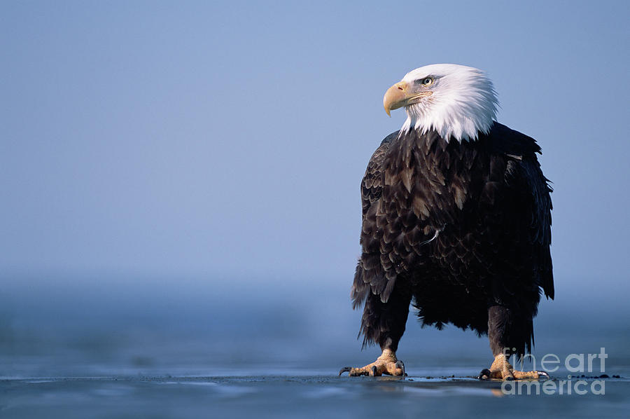 Bald Eagle At Low Tide Photograph by Yva Momatiuk John Eastcott