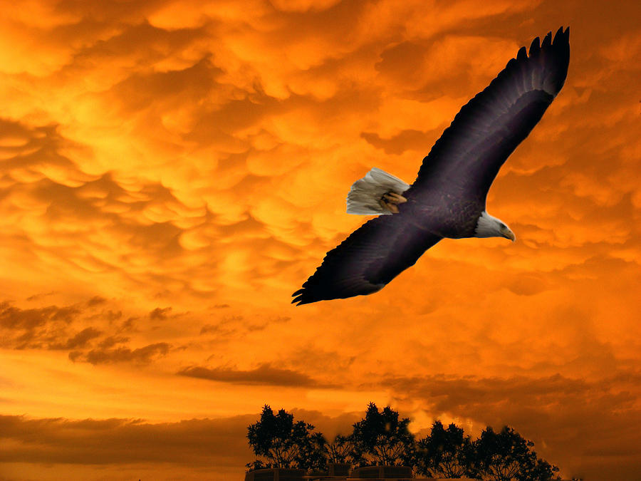 Bald Eagle at Sunset Digital Art by Mary Dreher - Pixels