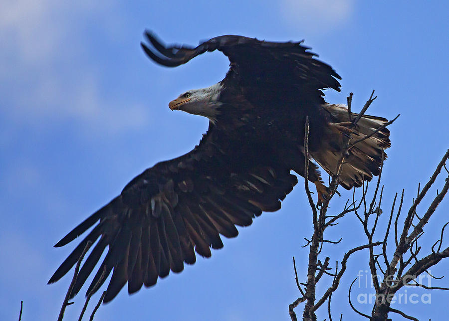 Bald Eagle At Take Off Photograph by J L Woody Wooden