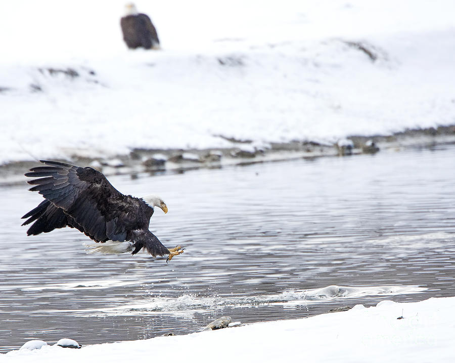 eagle attack