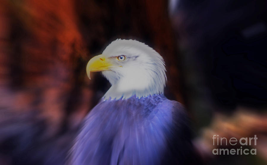 Bald Eagle attitude Photograph by Frank Larkin