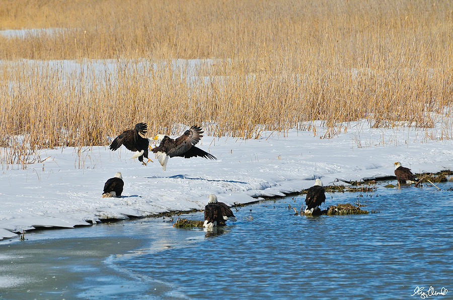 Bald Eagle Battle Photograph by Greg Norrell