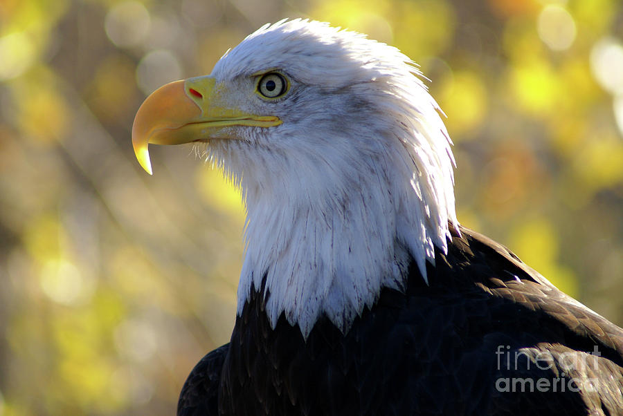 Bald Eagle Beauty Photograph by Kelly Black