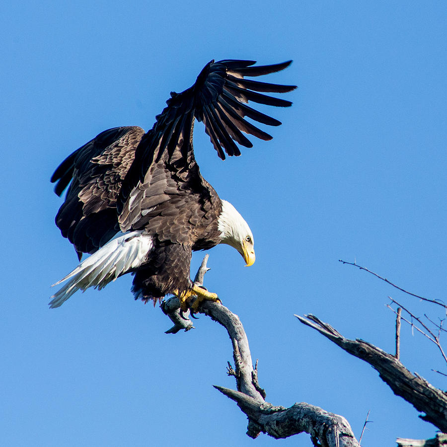 Bald Eagle Photograph by Benjamin King - Fine Art America