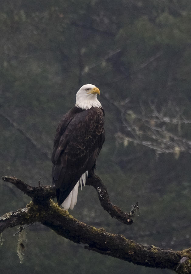Bald Eagle Photograph by Betty Depee
