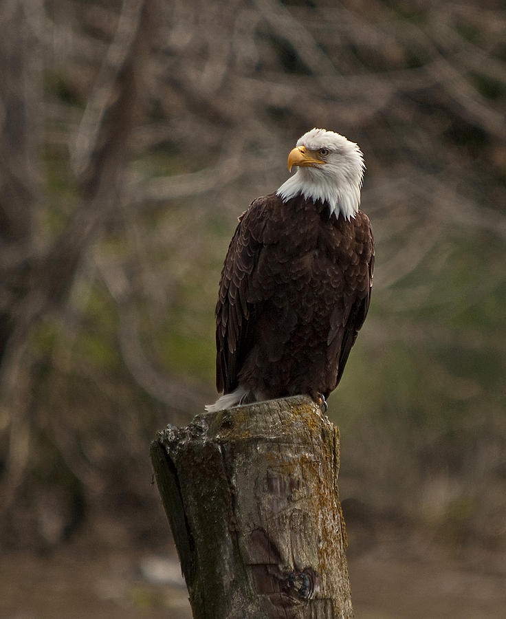 Bald Eagle Bi Sitting On Pillar N 05 Photograph By Irvin Damm Fine