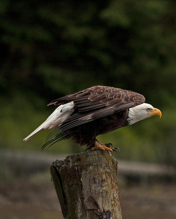 Bald Eagle Bi Taking Off From Pillar N 01 Photograph By Irvin Damm