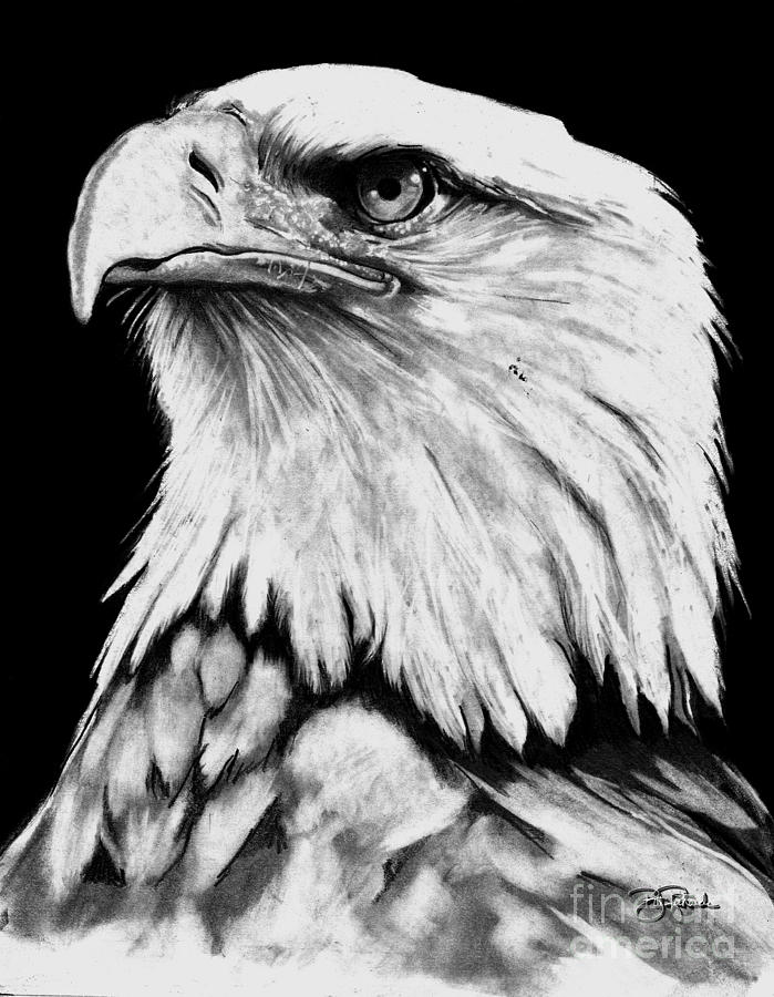Bald Eagle Drawing by Bill Richards