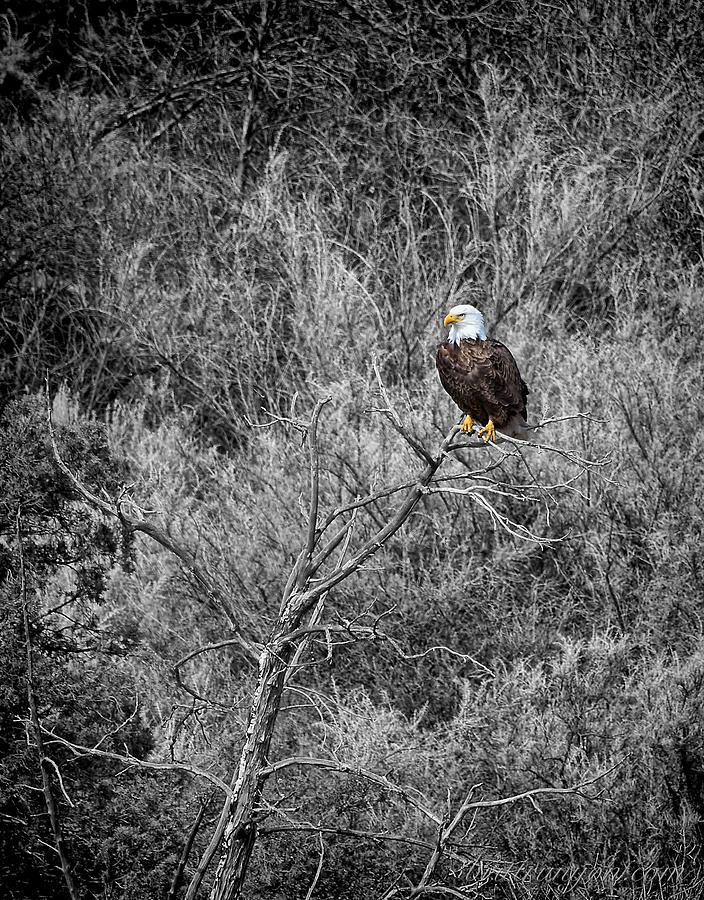 Bald Eagle Black and White Photograph by Britt Runyon