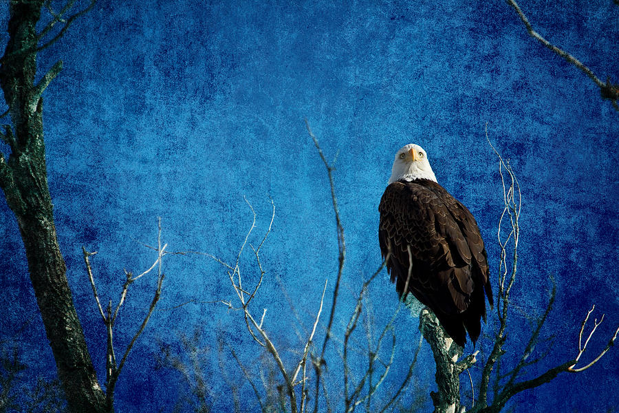 Bald Eagle Blues Into The Night Photograph by James BO Insogna