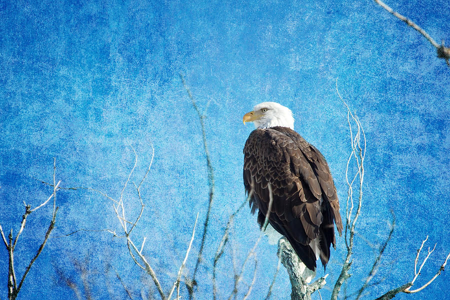 Bald Eagle Blues Photograph by James BO Insogna
