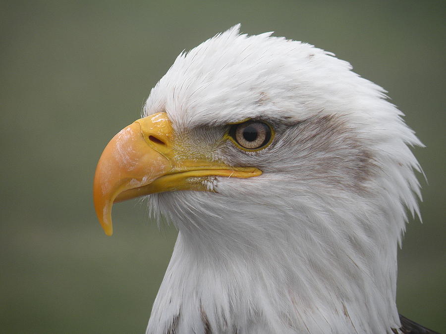 Decor Photograph - Bald Eagle by Brian Chase Decor Photograph - Bald Eagle by Brian Chase