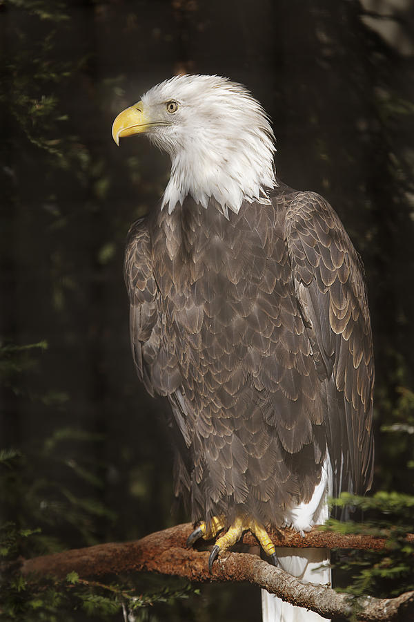 Bald Eagle  Photograph by Brian Cross