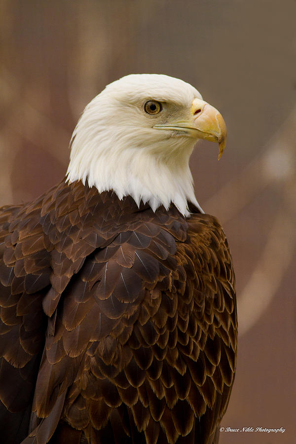 Bald Eagle Photograph by Bruce Nikle - Fine Art America